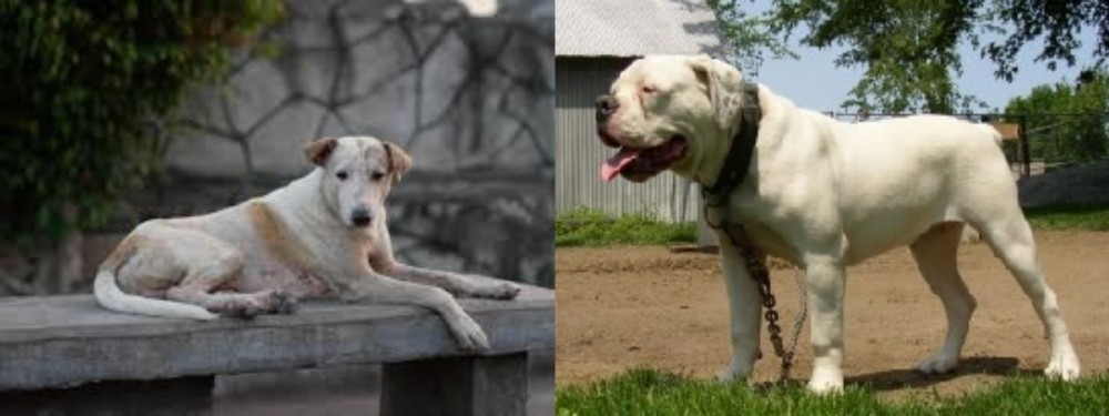 Hermes Bulldogge vs Askal - Breed Comparison