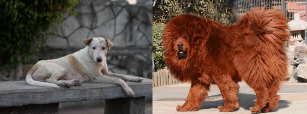 Himalayan Mastiff vs Askal - Breed Comparison