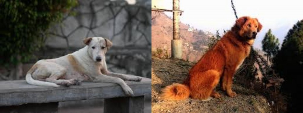 Himalayan Sheepdog vs Askal - Breed Comparison