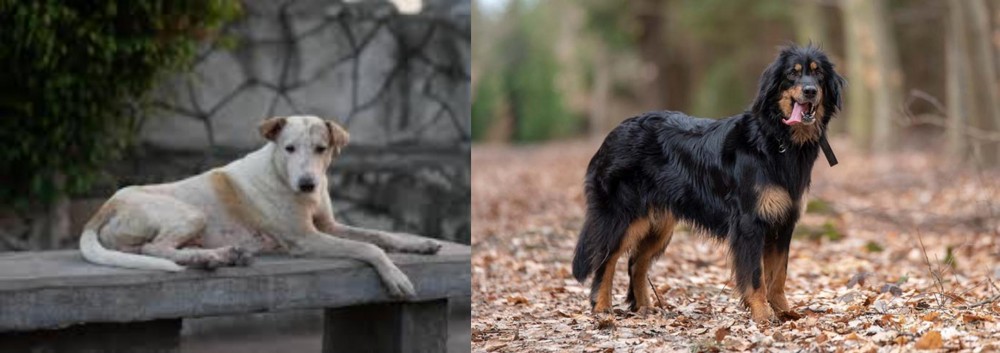 Hovawart vs Askal - Breed Comparison