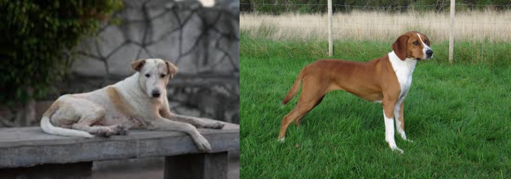 Hygenhund vs Askal - Breed Comparison