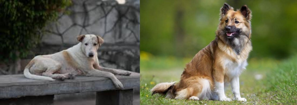 Icelandic Sheepdog vs Askal - Breed Comparison