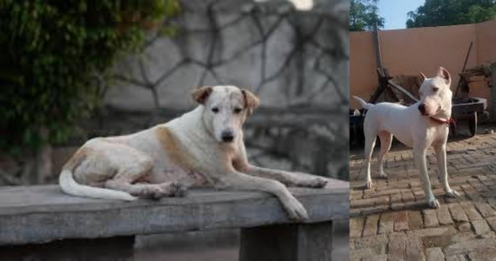Indian Bull Terrier vs Askal - Breed Comparison