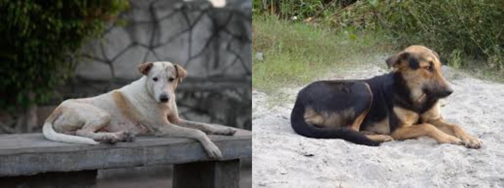Indian Pariah Dog vs Askal - Breed Comparison