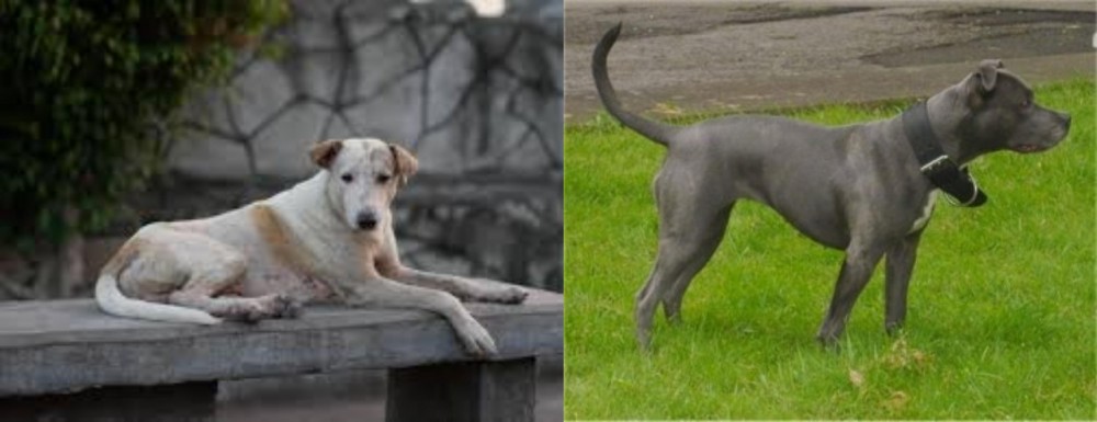 Irish Bull Terrier vs Askal - Breed Comparison