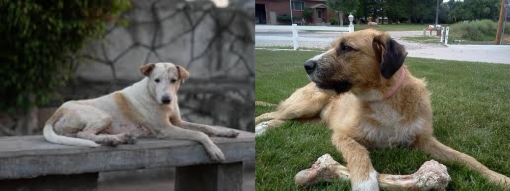 Irish Mastiff Hound vs Askal - Breed Comparison