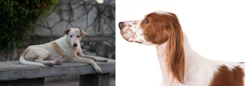 Irish Red and White Setter vs Askal - Breed Comparison