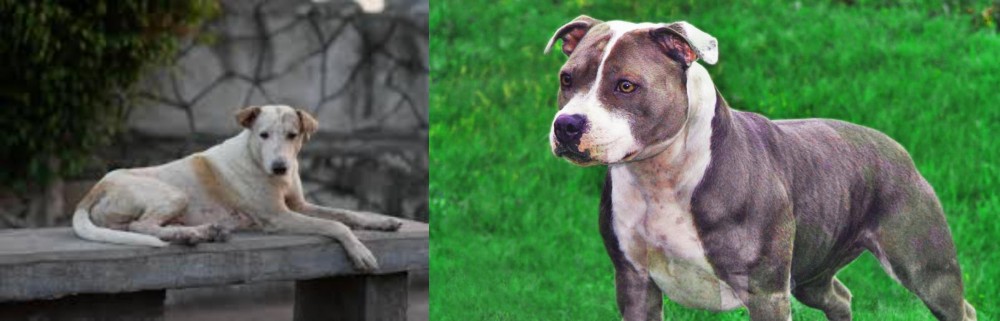 Irish Staffordshire Bull Terrier vs Askal - Breed Comparison