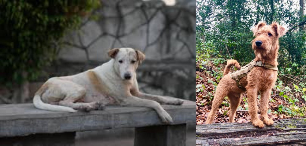 Irish Terrier vs Askal - Breed Comparison