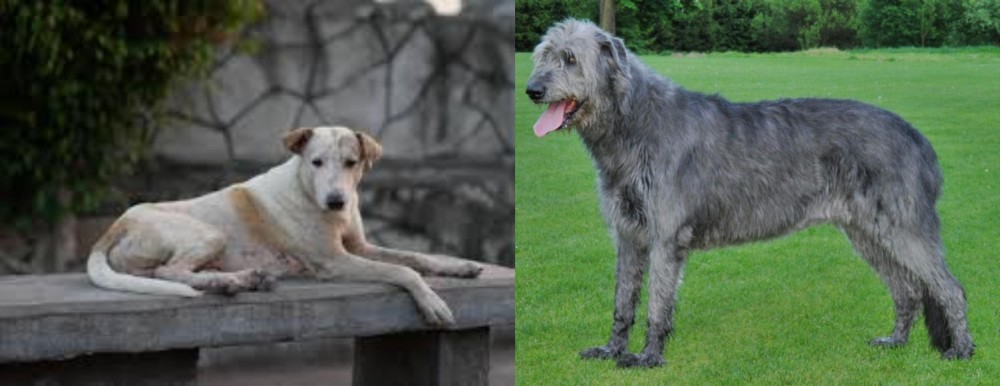 Irish Wolfhound vs Askal - Breed Comparison