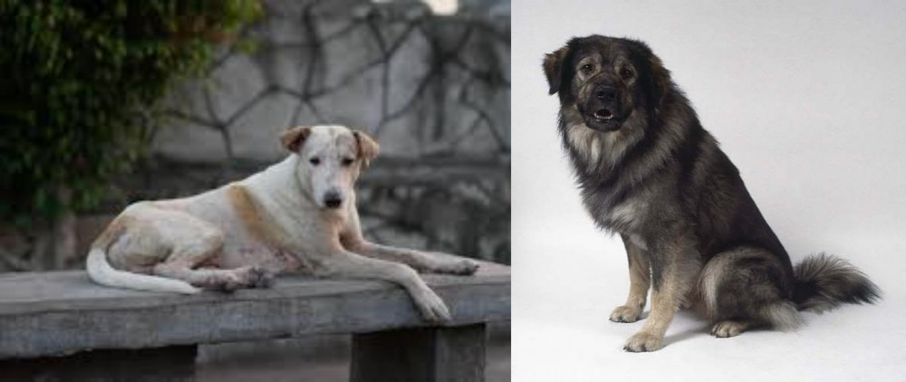 Istrian Sheepdog vs Askal - Breed Comparison