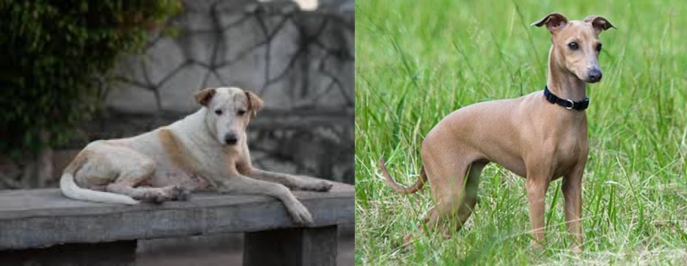 Italian Greyhound vs Askal - Breed Comparison