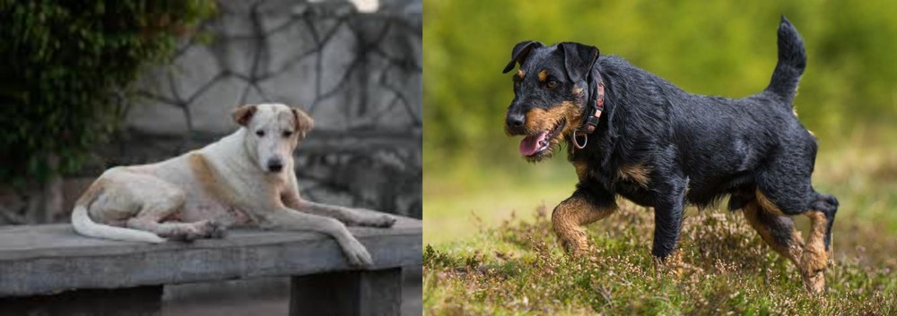 Jagdterrier vs Askal - Breed Comparison