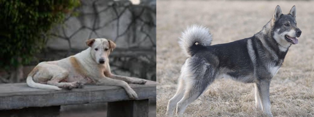 Jamthund vs Askal - Breed Comparison