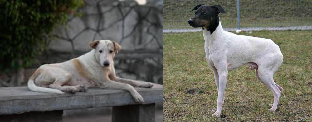 Japanese Terrier vs Askal - Breed Comparison