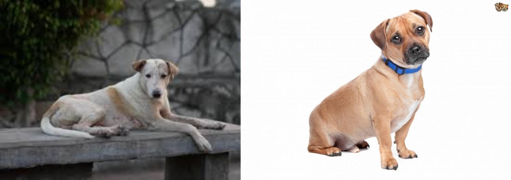 Jug vs Askal - Breed Comparison