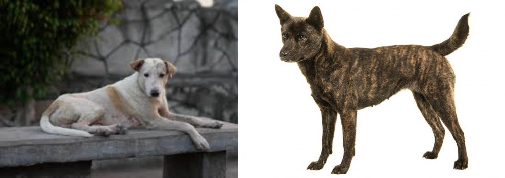Kai Ken vs Askal - Breed Comparison