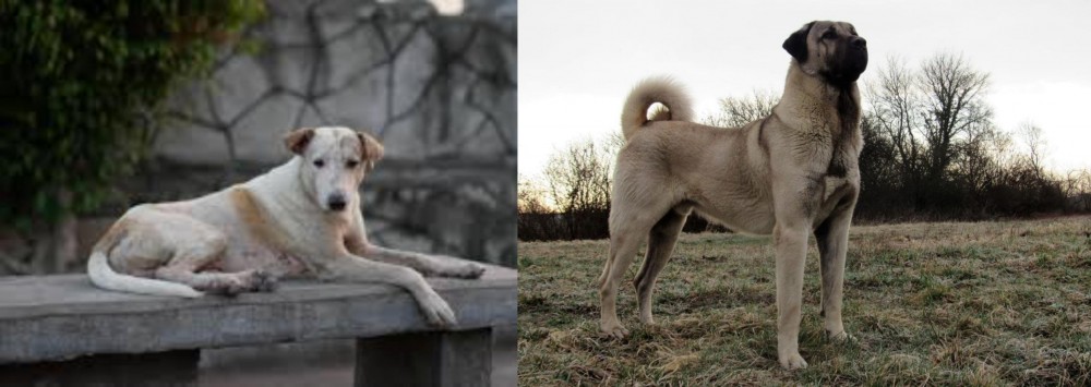 Kangal Dog vs Askal - Breed Comparison