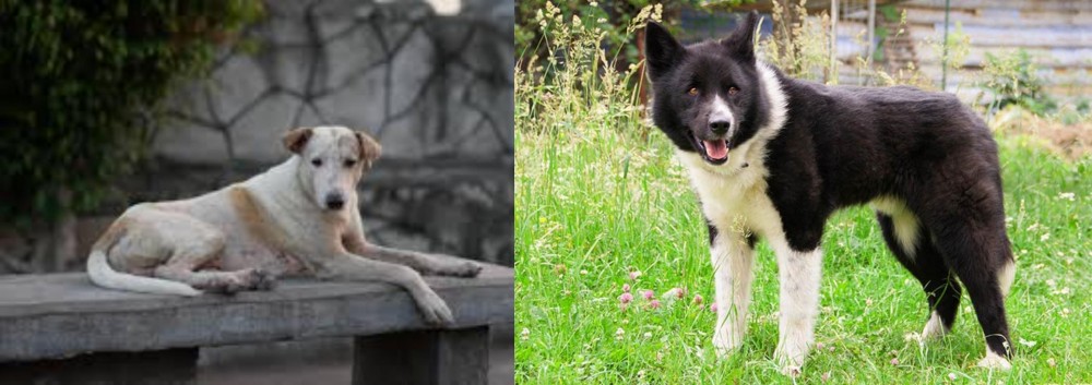 Karelian Bear Dog vs Askal - Breed Comparison