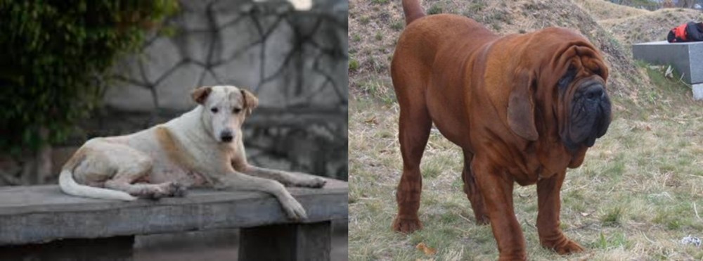 Korean Mastiff vs Askal - Breed Comparison