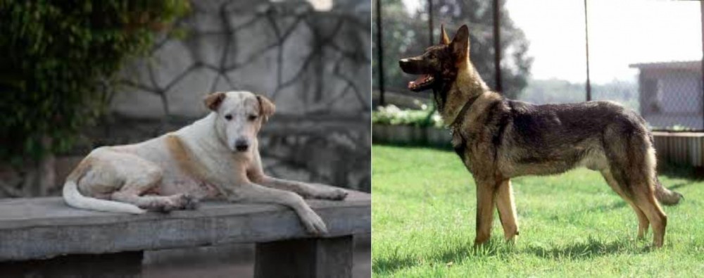 Kunming Dog vs Askal - Breed Comparison