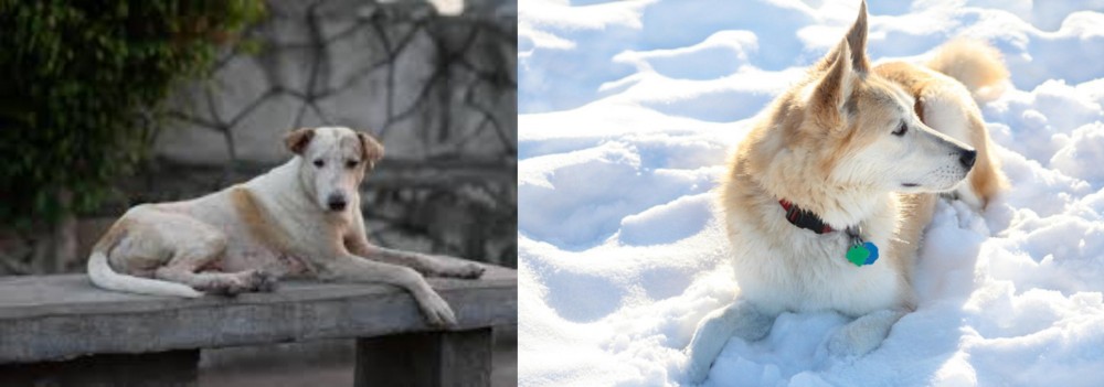 Labrador Husky vs Askal - Breed Comparison