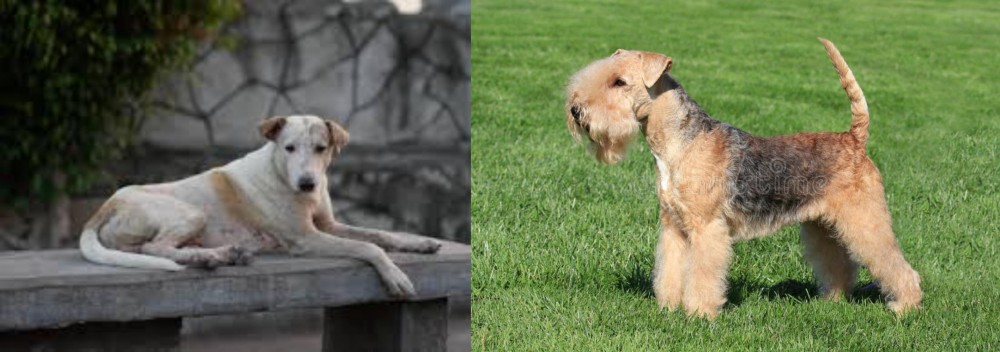 Lakeland Terrier vs Askal - Breed Comparison