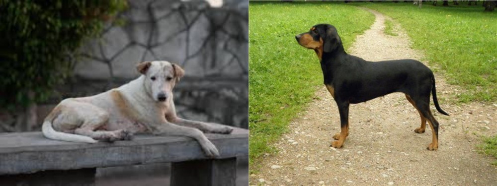 Latvian Hound vs Askal - Breed Comparison