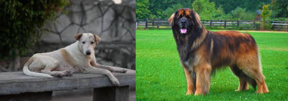 Leonberger vs Askal - Breed Comparison