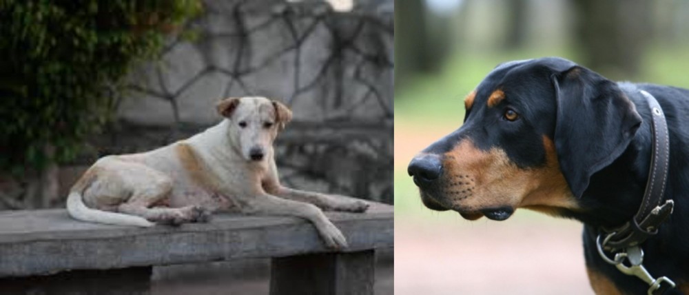 Lithuanian Hound vs Askal - Breed Comparison