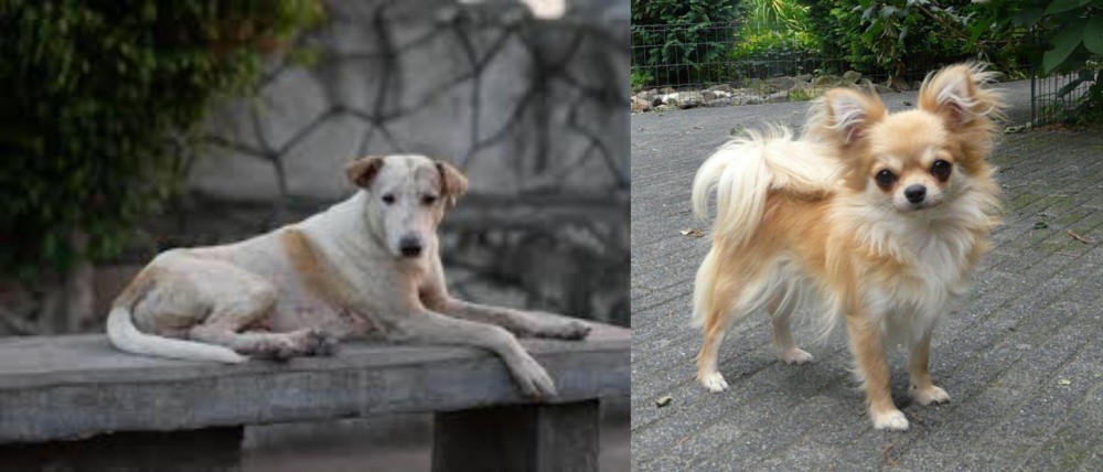Long Haired Chihuahua vs Askal - Breed Comparison