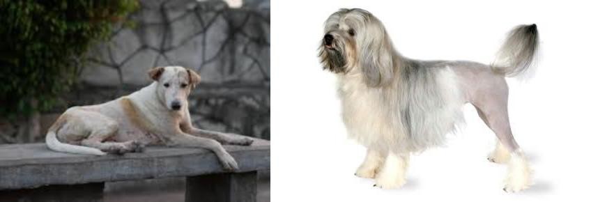 Lowchen vs Askal - Breed Comparison