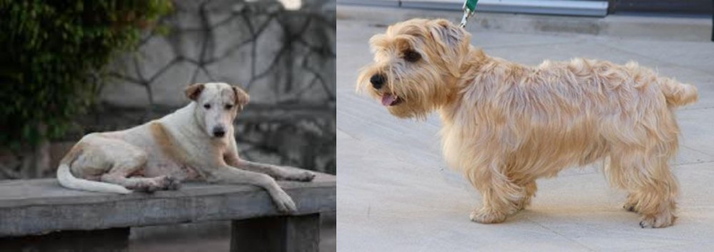 Lucas Terrier vs Askal - Breed Comparison