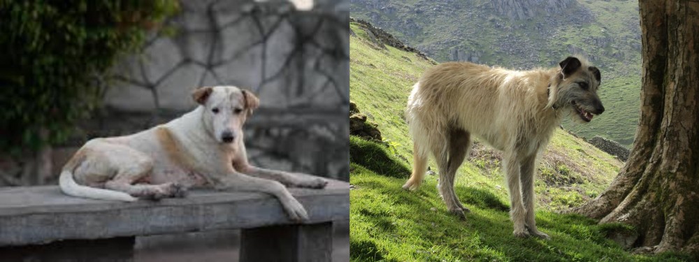 Lurcher vs Askal - Breed Comparison