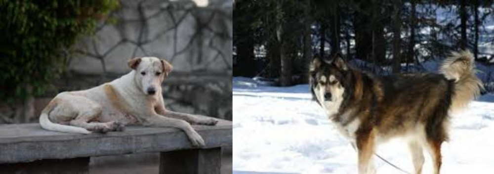 Mackenzie River Husky vs Askal - Breed Comparison