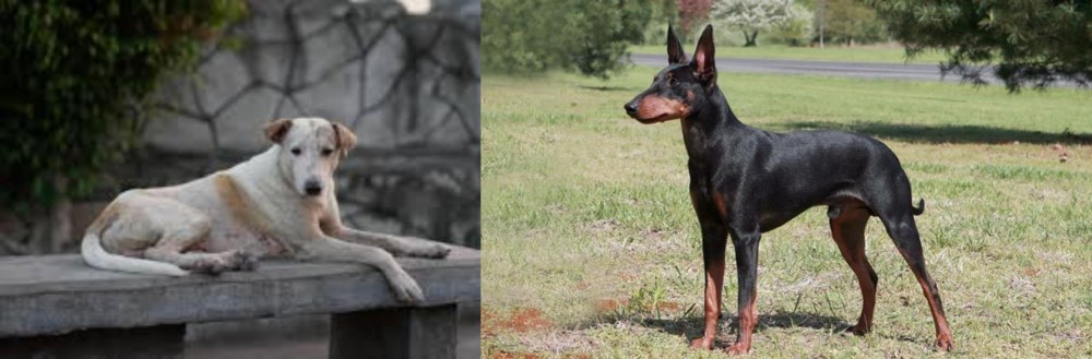 Manchester Terrier vs Askal - Breed Comparison