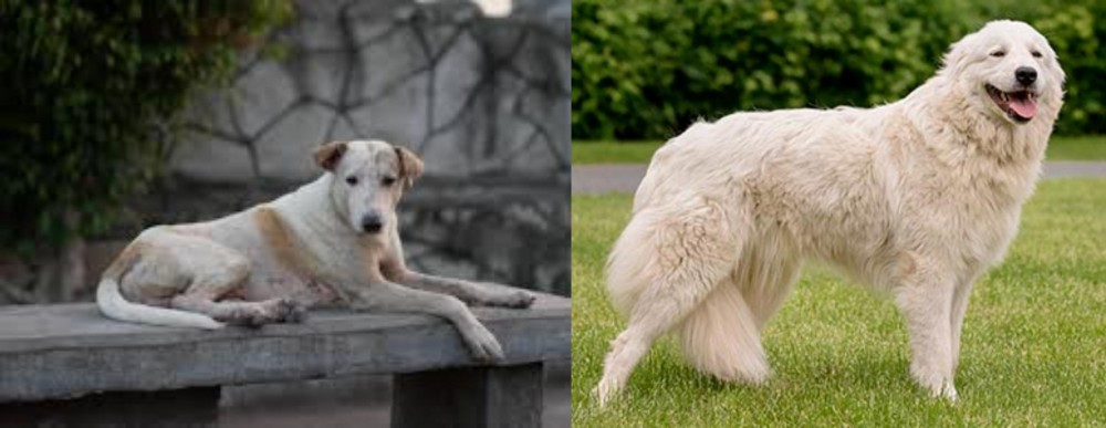Maremma Sheepdog vs Askal - Breed Comparison
