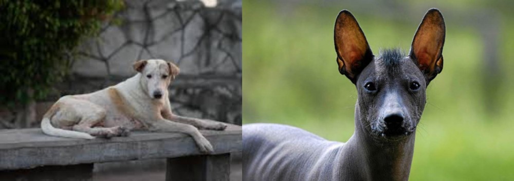 Mexican Hairless vs Askal - Breed Comparison