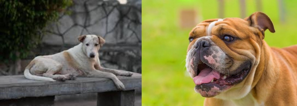 Miniature English Bulldog vs Askal - Breed Comparison