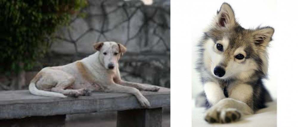 Miniature Siberian Husky vs Askal - Breed Comparison