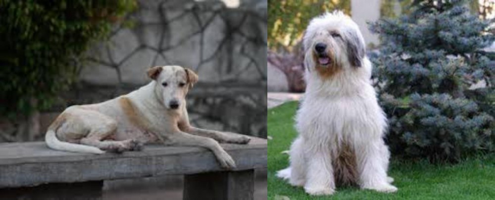 Mioritic Sheepdog vs Askal - Breed Comparison