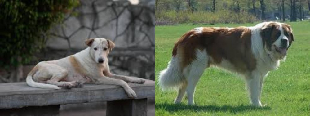 Moscow Watchdog vs Askal - Breed Comparison