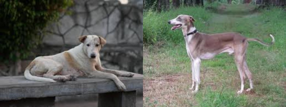 Mudhol Hound vs Askal - Breed Comparison