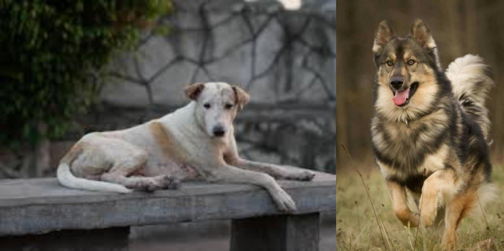 Native American Indian Dog vs Askal - Breed Comparison