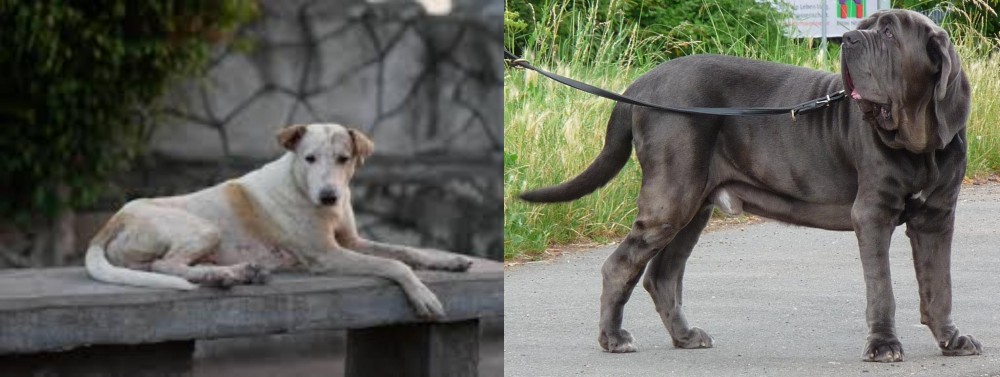 Neapolitan Mastiff vs Askal - Breed Comparison