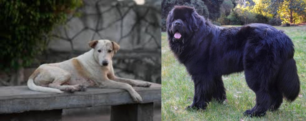 Newfoundland Dog vs Askal - Breed Comparison