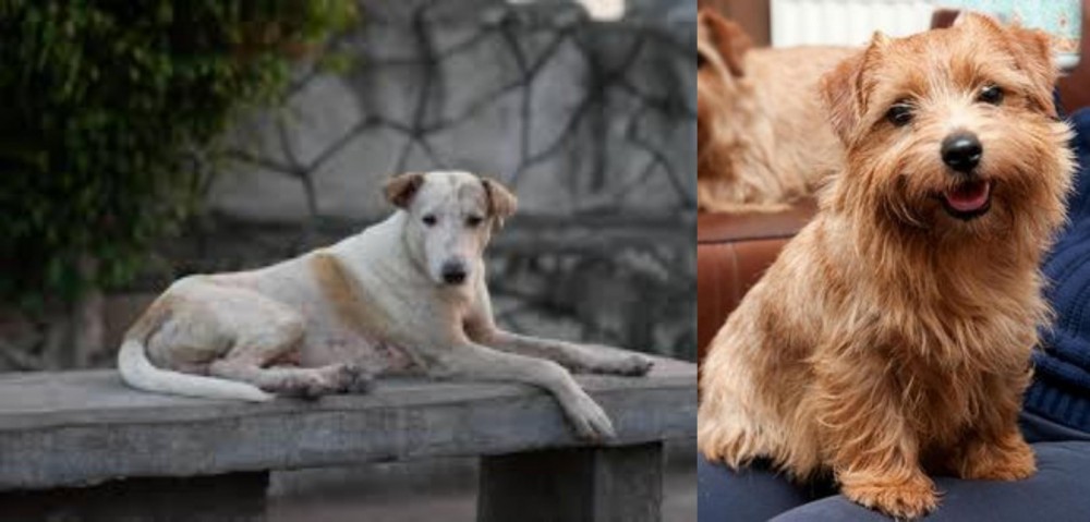 Norfolk Terrier vs Askal - Breed Comparison