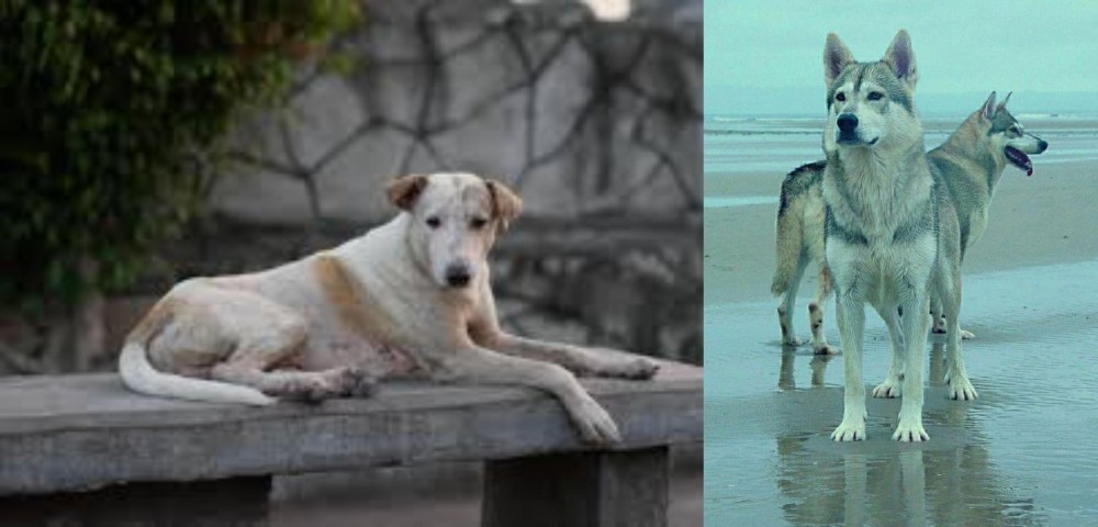 Northern Inuit Dog vs Askal - Breed Comparison