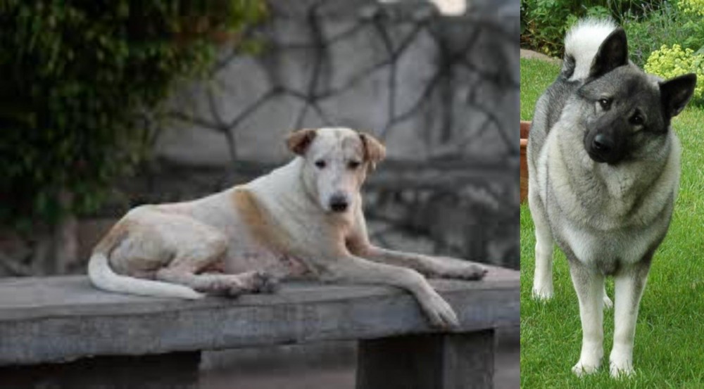 Norwegian Elkhound vs Askal - Breed Comparison