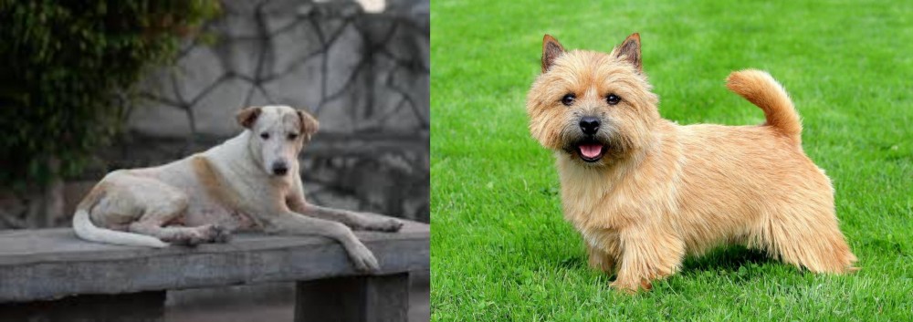 Norwich Terrier vs Askal - Breed Comparison
